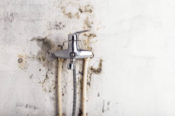 Best Mold Removal Company Near Me  in Richnd, MO