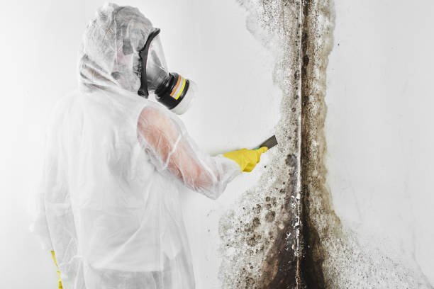 Best Local Mold Removal Service  in Richnd, MO