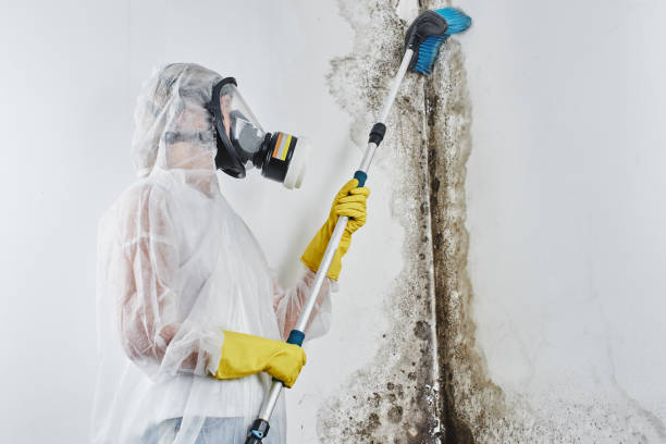 Best Certified Mold Removal  in Richnd, MO