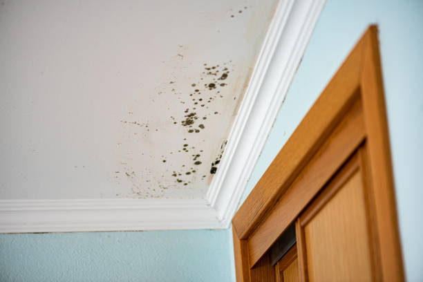 Best Professional Mold Removal  in Richnd, MO