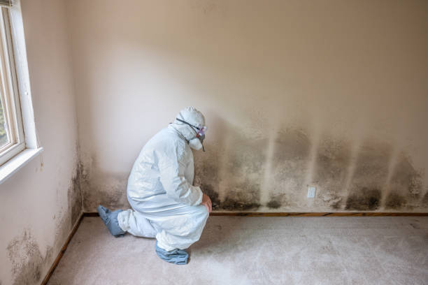Best Mold Damage Repair  in Richnd, MO