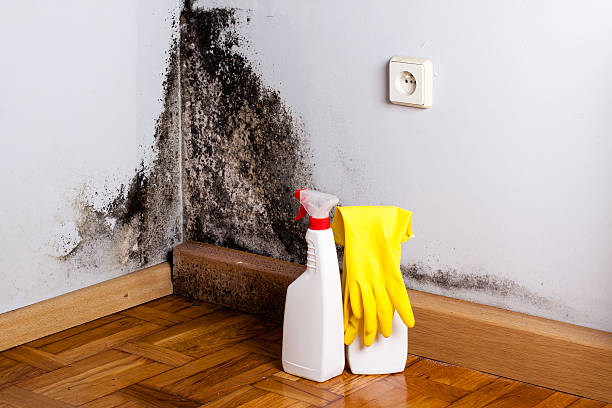 Best Commercial Mold Removal  in Richnd, MO