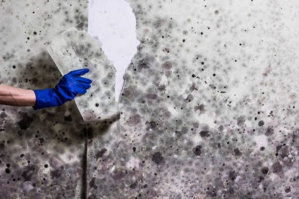 Best Black Mold Removal  in Richnd, MO