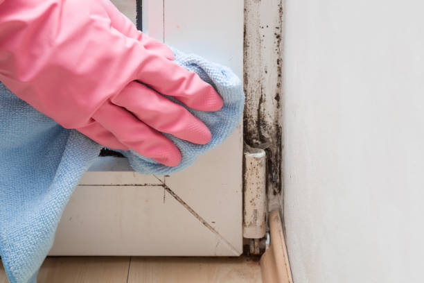 Best Toxic Mold Removal  in Richnd, MO