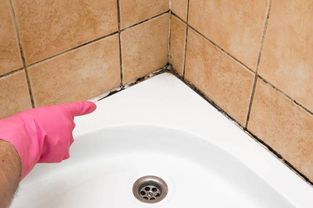 Trusted Richmond, MO Mold Removal Experts