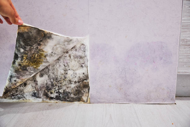 Best Mold Removal Company Near Me  in Richnd, MO